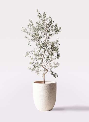 観葉植物 オリーブの木 10号 ペンドリノ ビアスアルトエッグ 白 付き