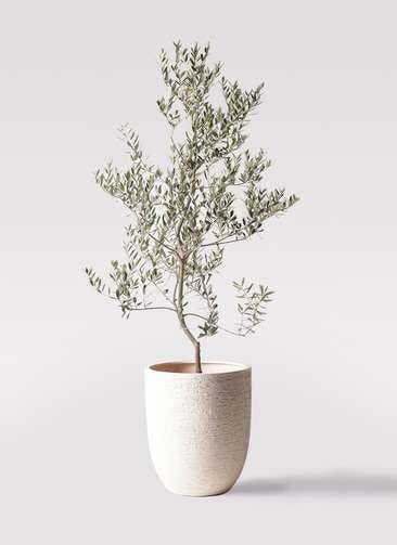 観葉植物 オリーブの木 10号 レッチーノ ビアスアルトエッグ 白 付き