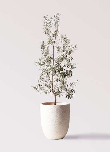 観葉植物 オリーブの木 10号 ワンセブンセブン ビアスアルトエッグ 白 付き