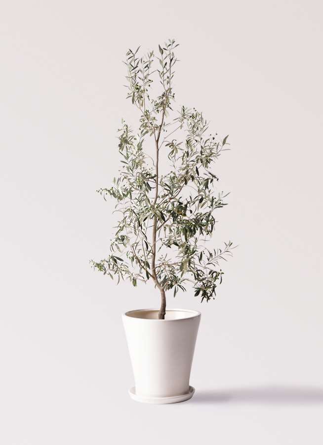 観葉植物 オリーブの木 10号 ワンセブンセブン サブリナ 白 付き