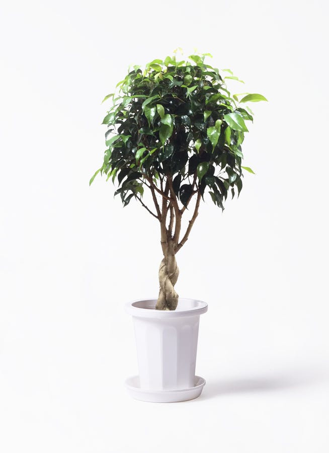 観葉植物 フィカス ベンジャミン 6号 玉造り プラスチック鉢 | 観葉