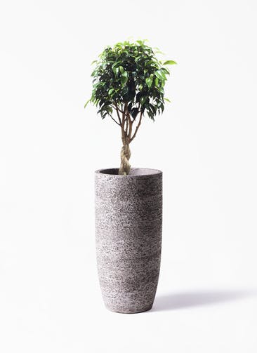 観葉植物 フィカス ベンジャミン 6号 玉造り  Eco Stone（エコストーン） トールタイプ Gray 付き