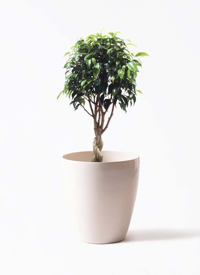 フィカス ベンジャミン 玉造り | 観葉植物 | 送料無料でお届け