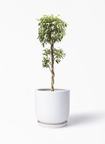フィカス ベンジャミン 観葉植物通販hitohana ひとはな フィカス ベンジャミン 観葉植物通販hitohana ひとはな