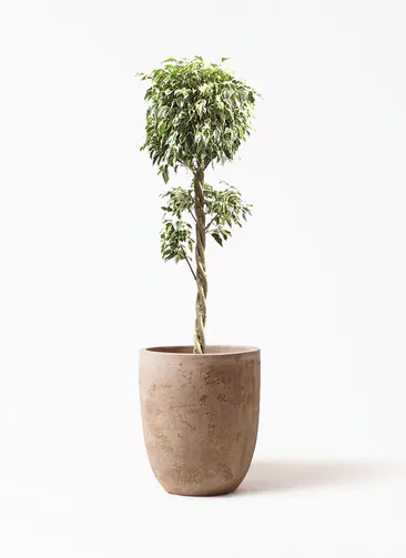 フィカス ベンジャミン スターライト 観葉植物通販hitohana ひとはな