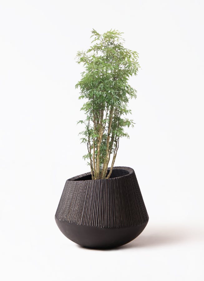 観葉植物 ポリシャス スターシャ 8号 エディラウンド 黒 付き | 観葉