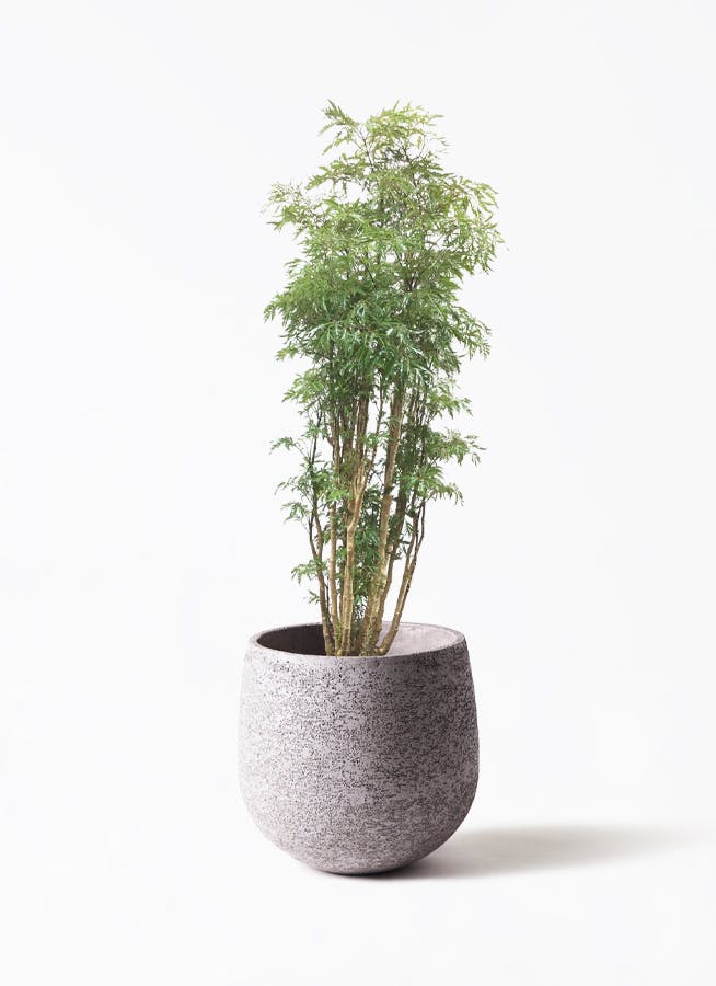 ポリシャス・スターシャB４・繊細な葉が美しい・エレガントなグリーン！ ポリシャス・スターシャB4・繊細な葉が美しい・エレガントなグリーン！