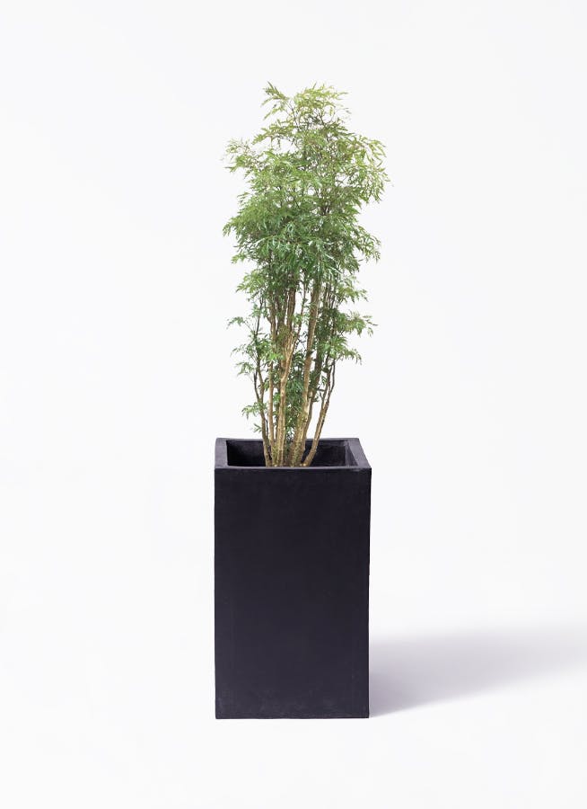 ポリシャス 8号 | 観葉植物の通販ならひとはな