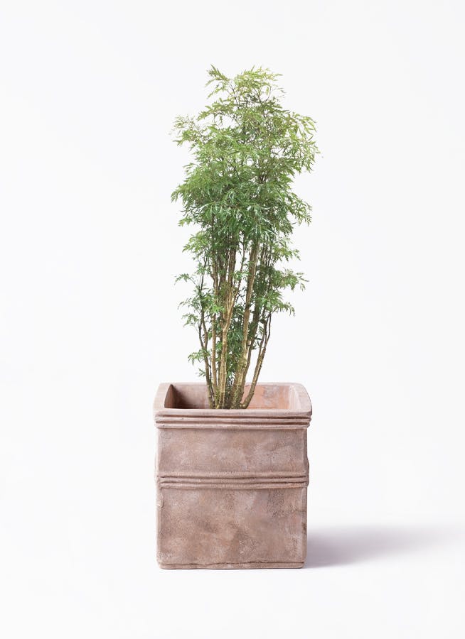 ポリシャス 8号 | 観葉植物の通販ならひとはな