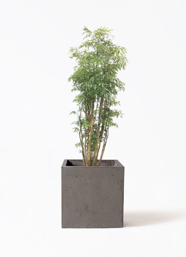 観葉植物 ポリシャス スターシャ 8号 コンカー キューブ 灰 付き