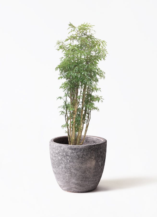 ポリシャス スターシャ | 観葉植物通販HitoHana(ひとはな)