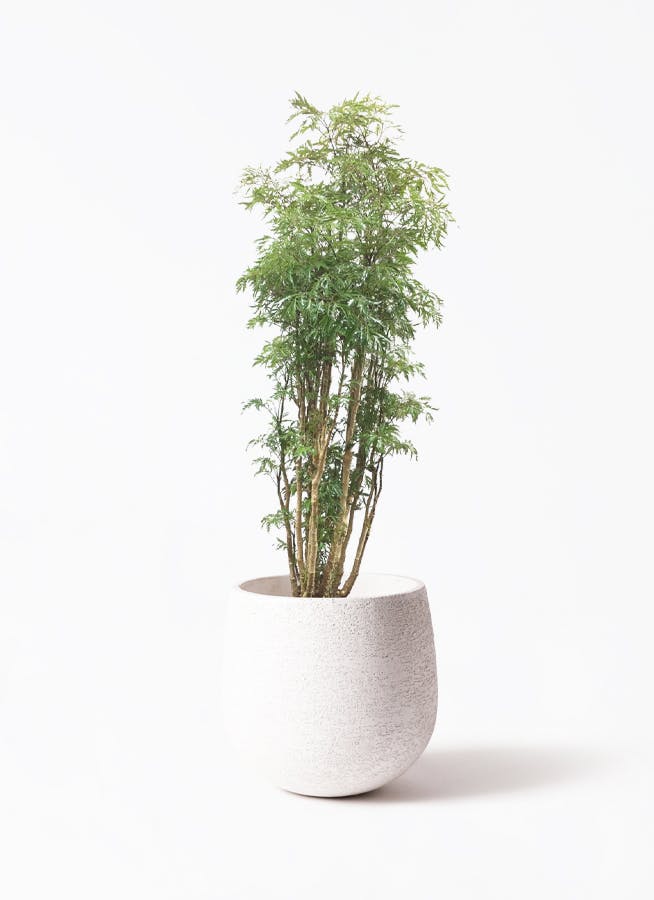 ポリシャス　スターシャイン　曲がり　盆栽 ポリシャス スターシャ | 観葉植物通販HitoHana(ひとはな)