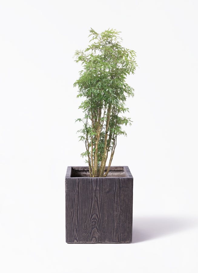 観葉植物 オリーブの木 8号 オヒブランカ ベータ キューブプランター