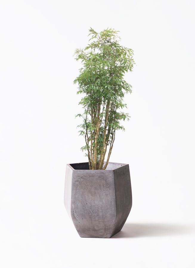 ポリシャス | 観葉植物の通販ならひとはな