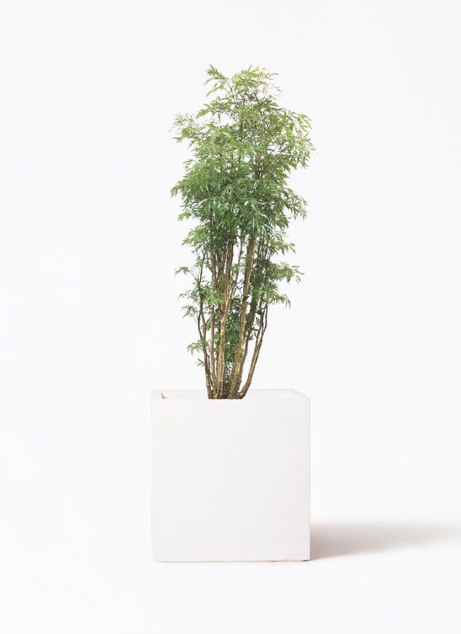 ポリシャス・スターシャB４・繊細な葉が美しい・エレガントなグリーン！ ポリシャス・スターシャB4・繊細な葉が美しい・エレガントなグリーン！