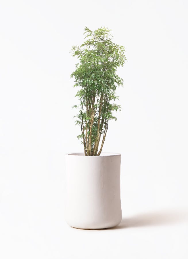 polyscias-61_1.jpg