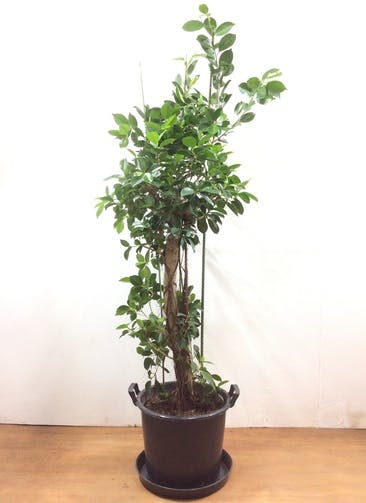 大型のガジュマルを選ぶ 観葉植物通販hitohana ひとはな 大型のガジュマルを選ぶ 観葉植物通販hitohana ひとはな