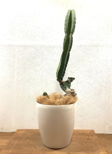 柱サボテン 観葉植物通販hitohana ひとはな 柱サボテン 観葉植物通販hitohana ひとはな