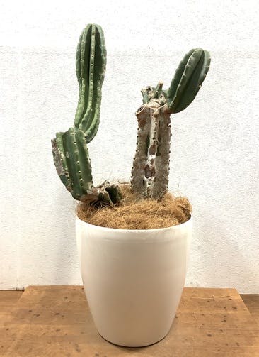 柱サボテン 観葉植物通販hitohana ひとはな