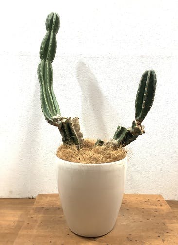 柱サボテン 観葉植物通販hitohana ひとはな 柱サボテン 観葉植物通販hitohana ひとはな