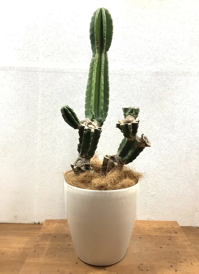 観葉植物 100cm 柱サボテン 8号 観葉植物ならhitohana ひとはな