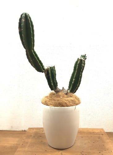 柱サボテン 観葉植物通販hitohana ひとはな 柱サボテン 観葉植物通販hitohana ひとはな