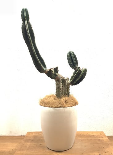 柱サボテン 観葉植物通販hitohana ひとはな 柱サボテン 観葉植物通販hitohana ひとはな