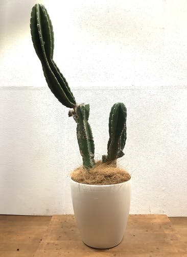 柱サボテン 観葉植物通販hitohana ひとはな