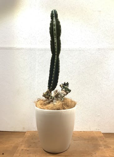 柱サボテン 観葉植物通販hitohana ひとはな 柱サボテン 観葉植物通販hitohana ひとはな