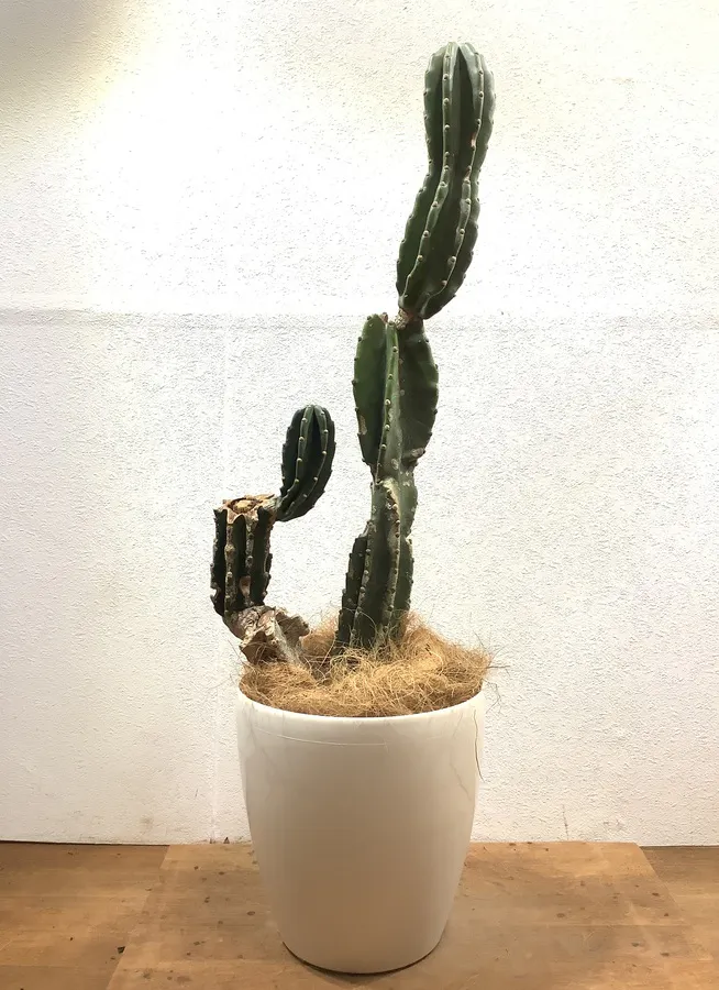 観葉植物 110cm 柱サボテン 8号 322 観葉植物ならhitohana ひとはな