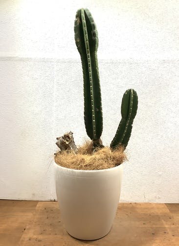 柱サボテン 観葉植物通販hitohana ひとはな 柱サボテン 観葉植物通販hitohana ひとはな