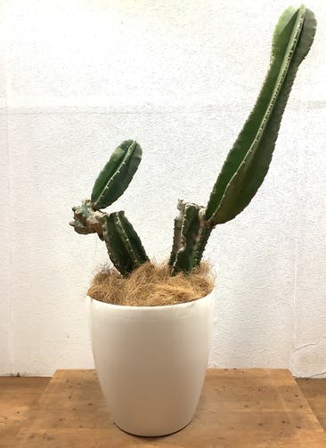 柱サボテン 観葉植物通販hitohana ひとはな 柱サボテン 観葉植物通販hitohana ひとはな