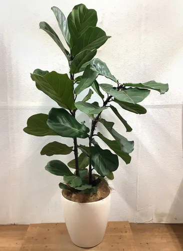 珍しいレアな観葉植物 1点もの通販 送料無料でお届け Hitohana ひとはな