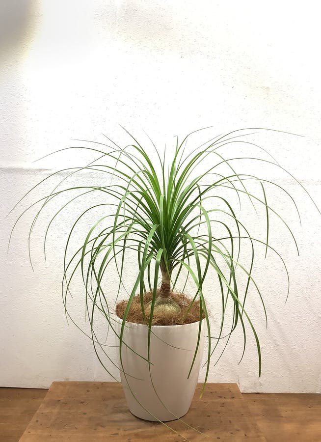 ブランド雑貨総合 観葉植物 インテリア トックリラン 曲がり 8号 約105センチ その他 Labelians Fr ブランド雑貨総合 観葉植物 インテリア トックリラン 曲がり 8号 約105センチ その他 Labelians Fr