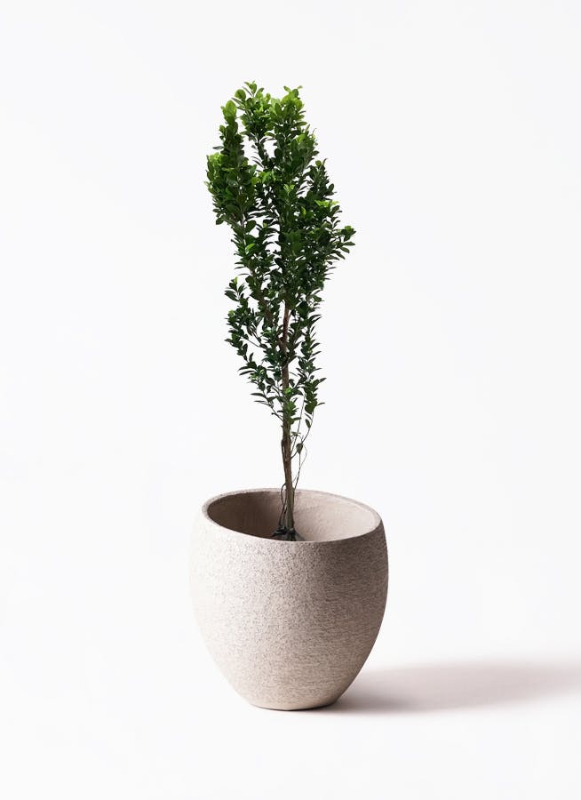 ガジュマル ベビーリーフ | 観葉植物通販 HitoHana（ひとはな）