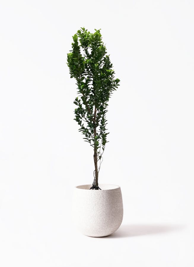 ガジュマル 10号 | 観葉植物 | 送料無料でお届け - Hitohana