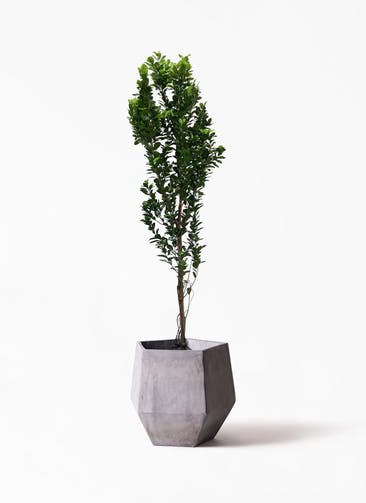 大型のガジュマルを選ぶ 観葉植物通販hitohana ひとはな 大型のガジュマルを選ぶ 観葉植物通販hitohana ひとはな