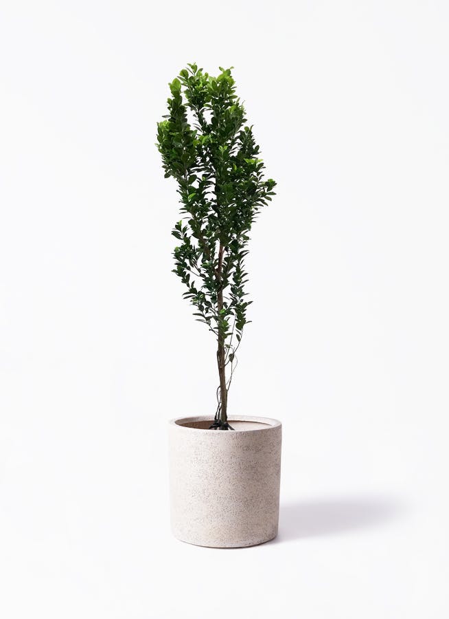 ガジュマル 10号 | 観葉植物 | 送料無料でお届け - Hitohana