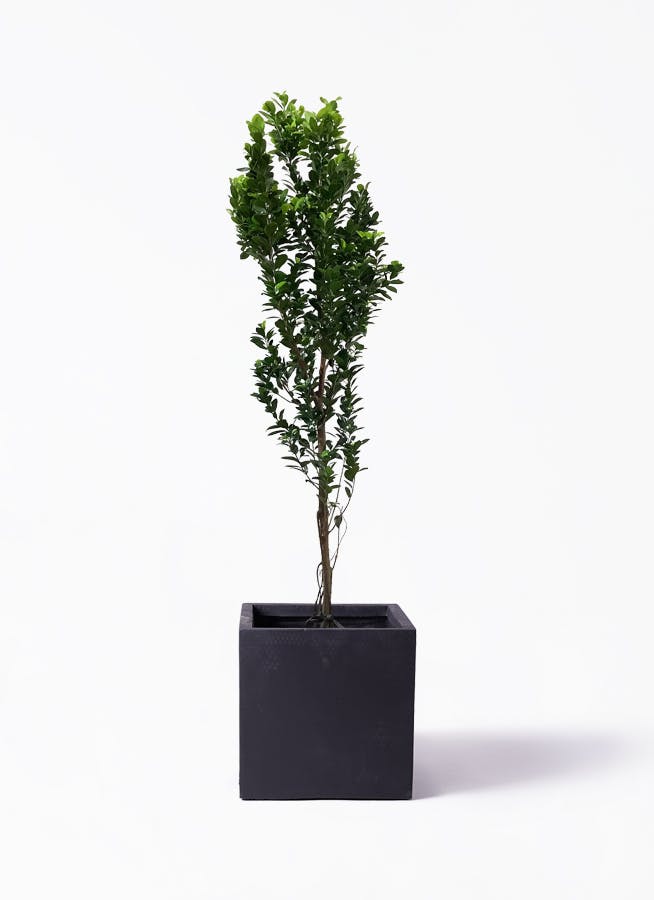 ガジュマル10年・熱帯植物・丈1,7メートル ガジュマル10年・熱帯植物・丈1,7メートル ガジュマル