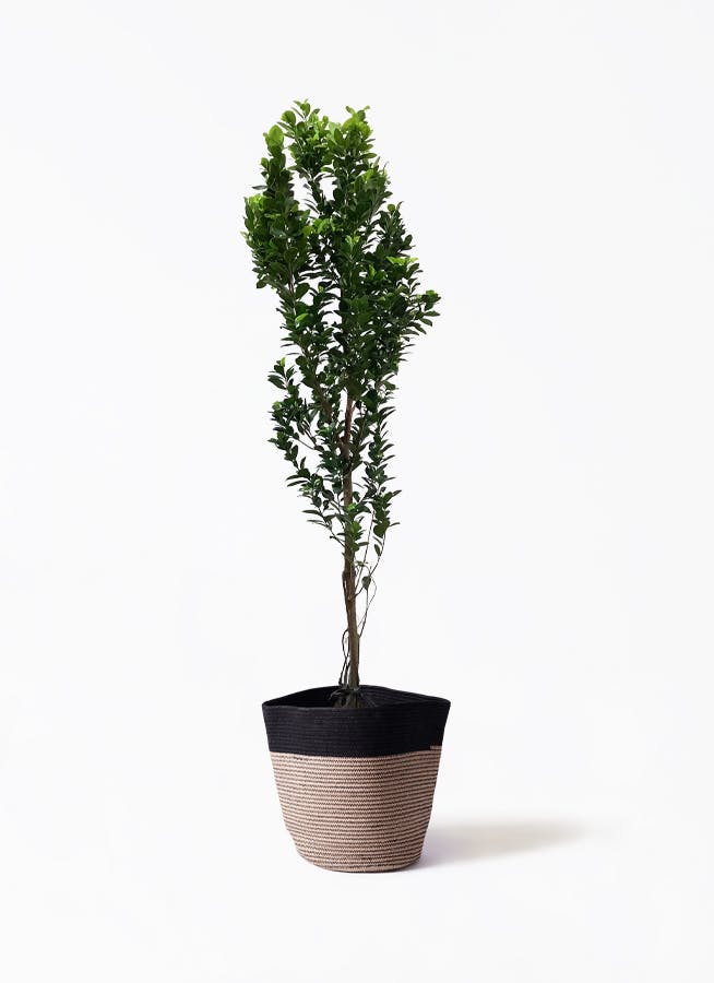 ❤10月中の出品❤ガジュマル苗木 - 植物/観葉植物