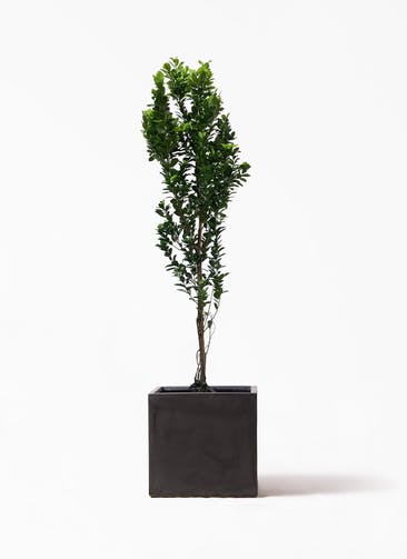 大型のガジュマルを選ぶ 観葉植物通販hitohana ひとはな 大型のガジュマルを選ぶ 観葉植物通販hitohana ひとはな