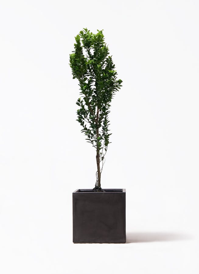 ガジュマル　10号約120cm 現品 ガジュマル 10号 | 観葉植物 | 送料無料でお届け - Hitohana