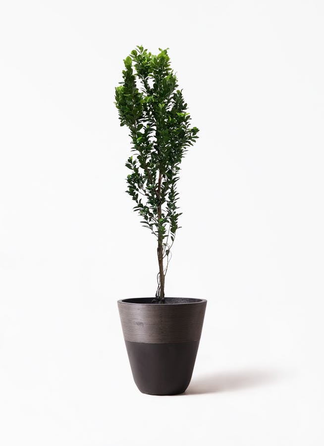観葉植物 ガジュマル 10号 ベビーリーフ ジュピター 黒 付き 観葉植物ならhitohana ひとはな 観葉植物 ガジュマル 10号 ベビーリーフ ジュピター 黒 付き 観葉植物ならhitohana ひとはな