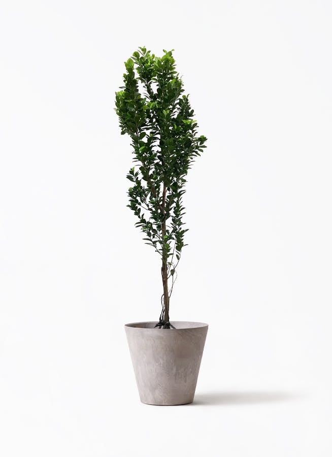 ガジュマル　10号約120cm 現品 ガジュマル 10号約120cm 現品 楽天市場】観葉植物 ガジュマル 10