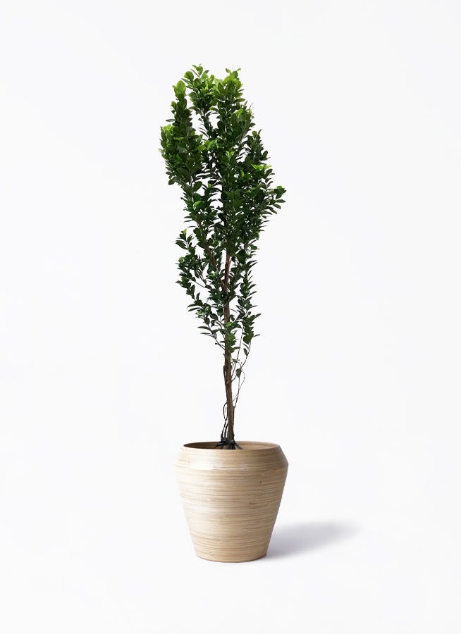 ガジュマル 10号 | 観葉植物 | 送料無料でお届け - Hitohana