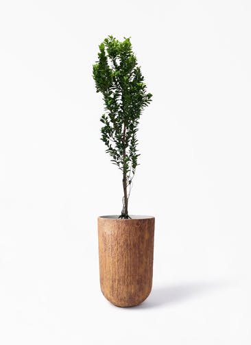 ガジュマル 観葉植物通販hitohana ひとはな ガジュマル 観葉植物通販hitohana ひとはな