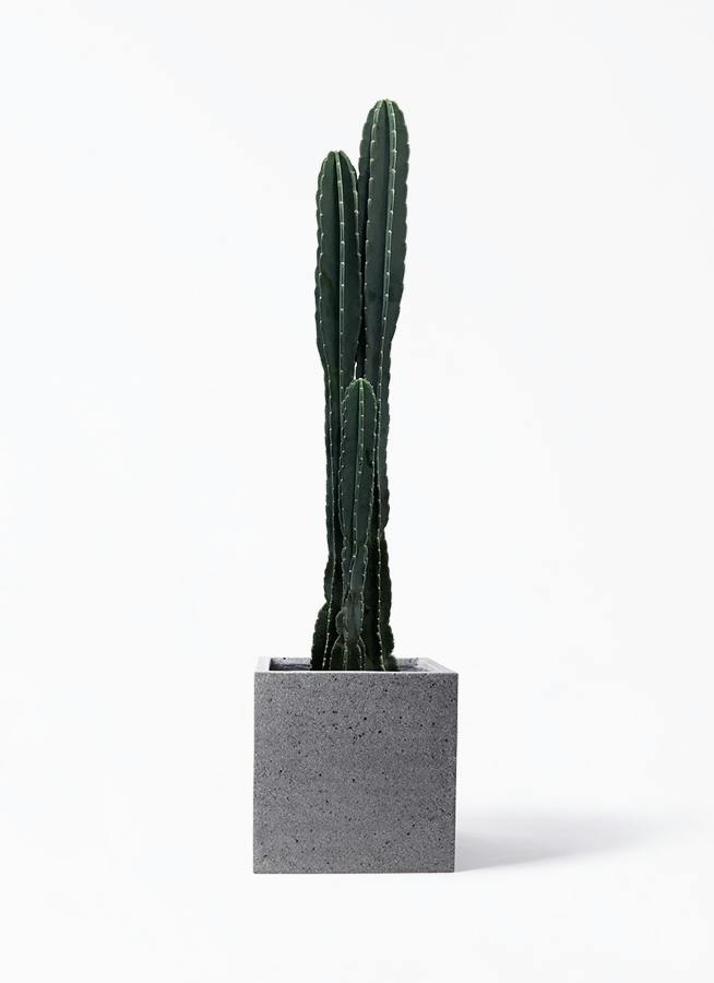 柱サボテン 10号 | 観葉植物通販HitoHana(ひとはな)