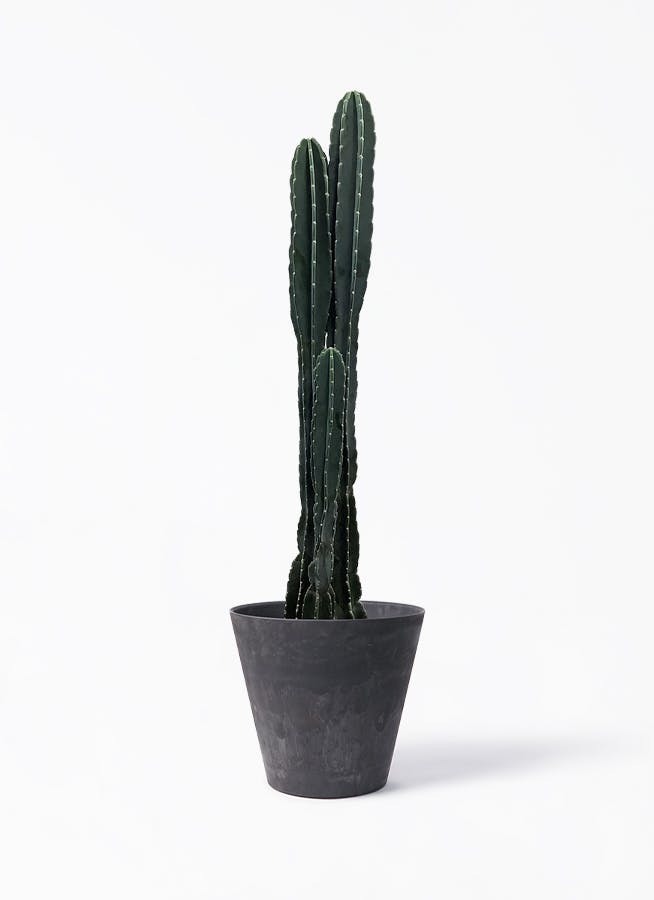 サボテン絵　専用 cb01e966ccc2324dde9c39c8431c95