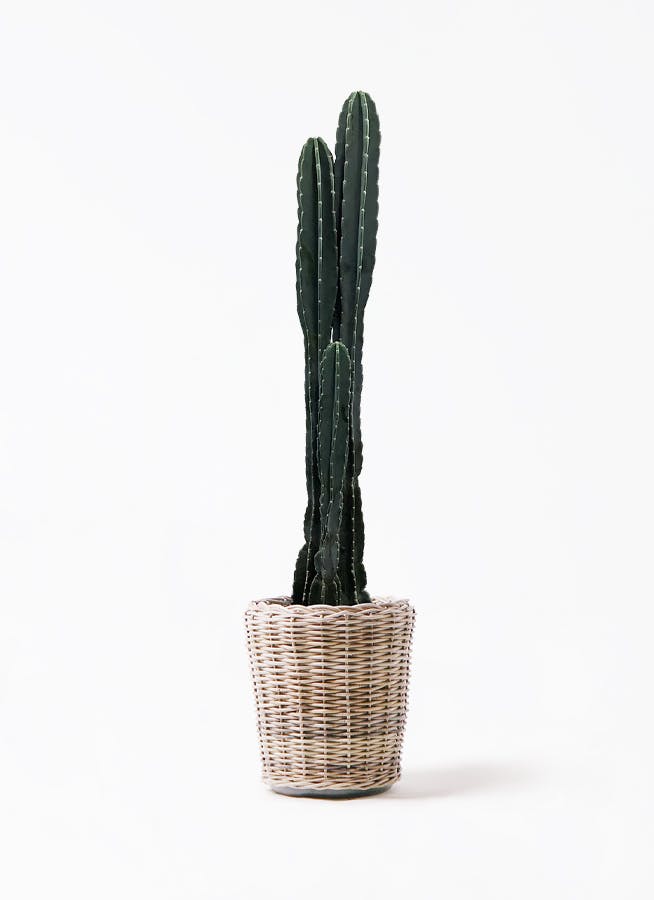 観葉植物 ケンチャヤシ 10号 モンデリック ラタン 付き | 観葉