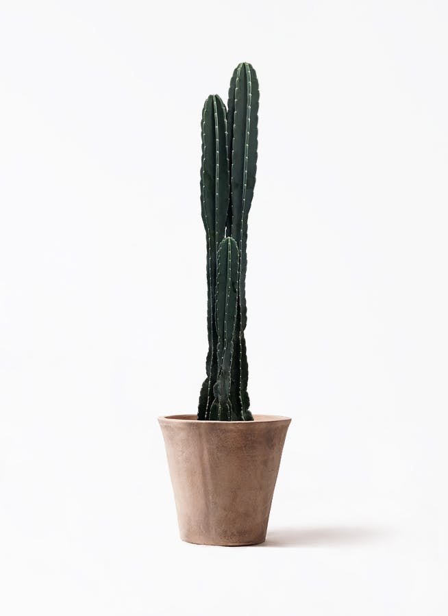 柱サボテン | 観葉植物の通販ならHitoHana（ひとはな）